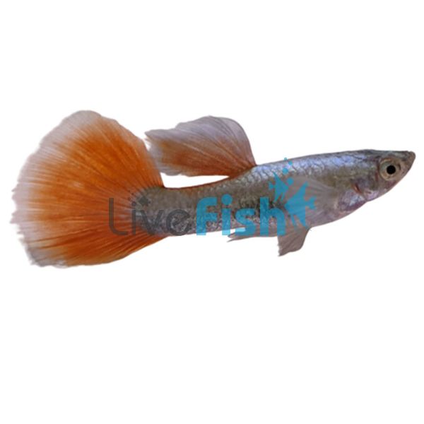 Male Santa Clause Guppy 3.5cm