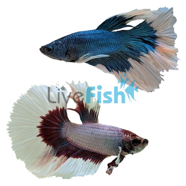 Male 'Select' Halfmoon Butterfly FIghter 5cm