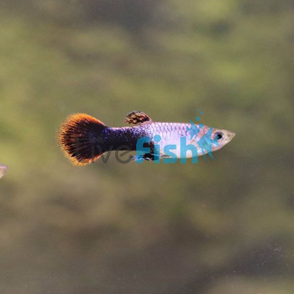 Male Shakthi-Batik Guppy 3.5cm