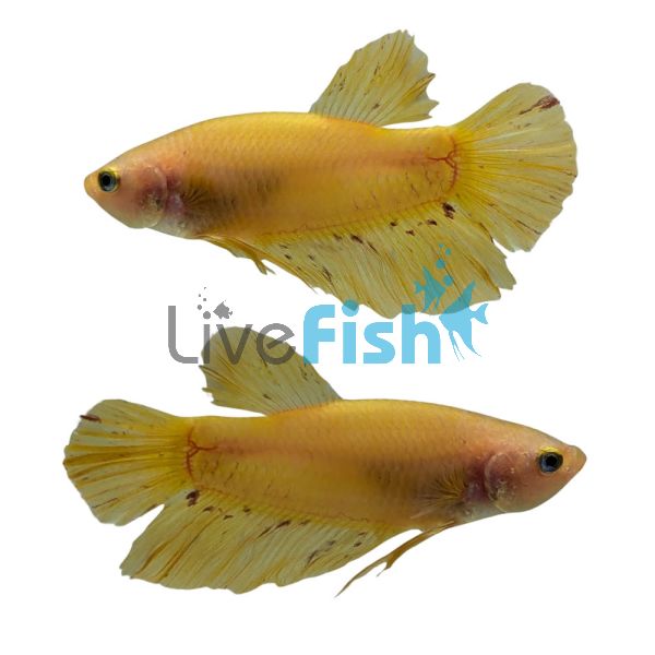 Male Shortfin Yellow Vanda Betta 5cm