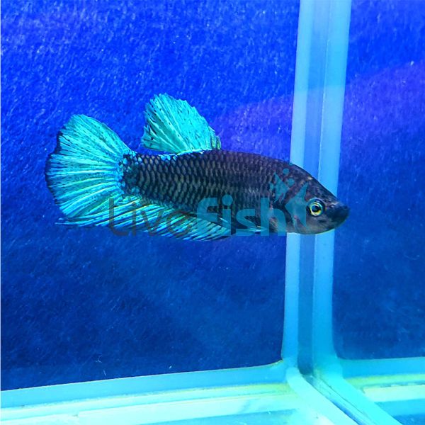 Male Siamese Betta Black Light 6cm