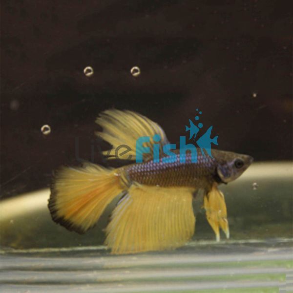 Male Siamese Betta Mustard Gas 6cm