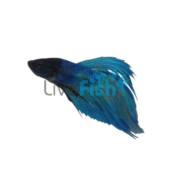Male Betta Ocean Green 5cm