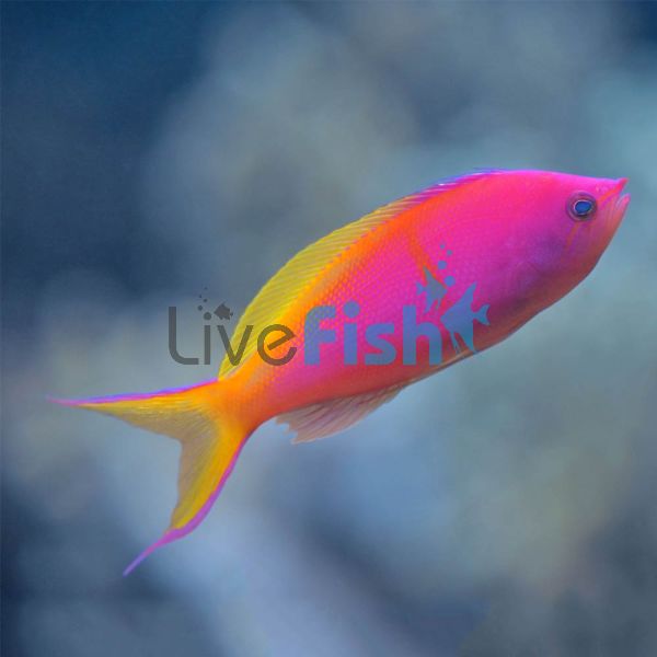 Male Threadfin Anthias - Medium