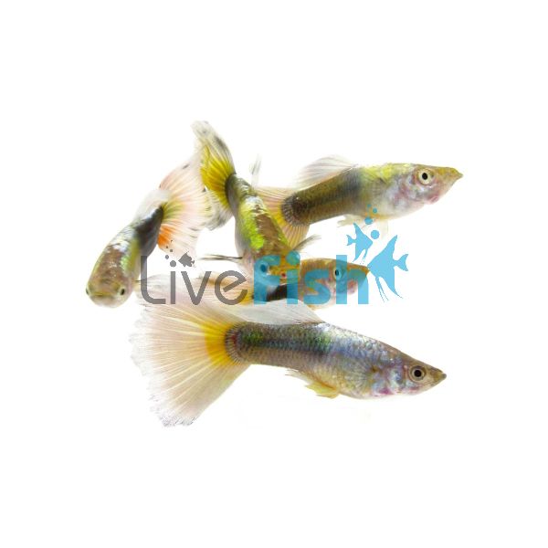 Male Tuxedo Red Blonde Guppy 3.5cm