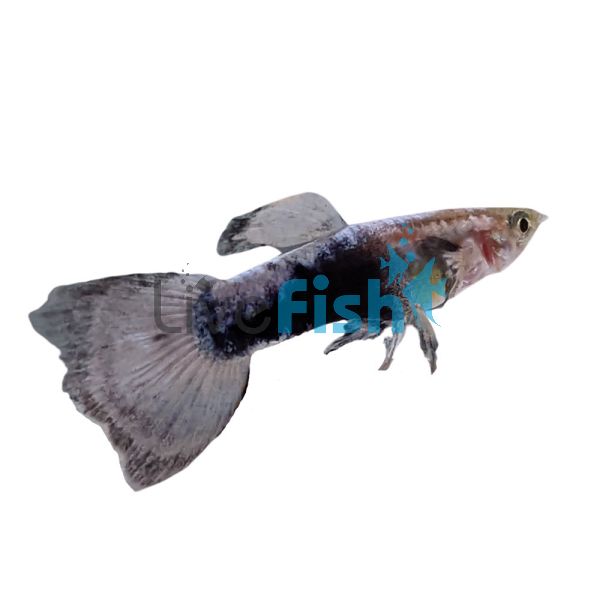 Male Tuxedo White Guppy 3.5cm