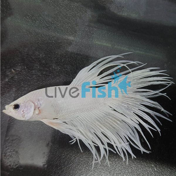 Male White Crowntail Betta 6cm