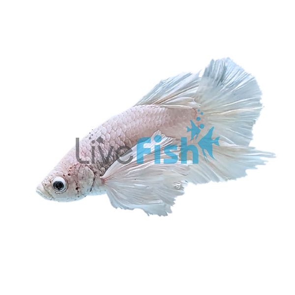 Male White Elephant Ear Betta 5cm