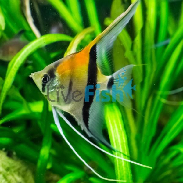 Manacapuru Angelfish 6cm