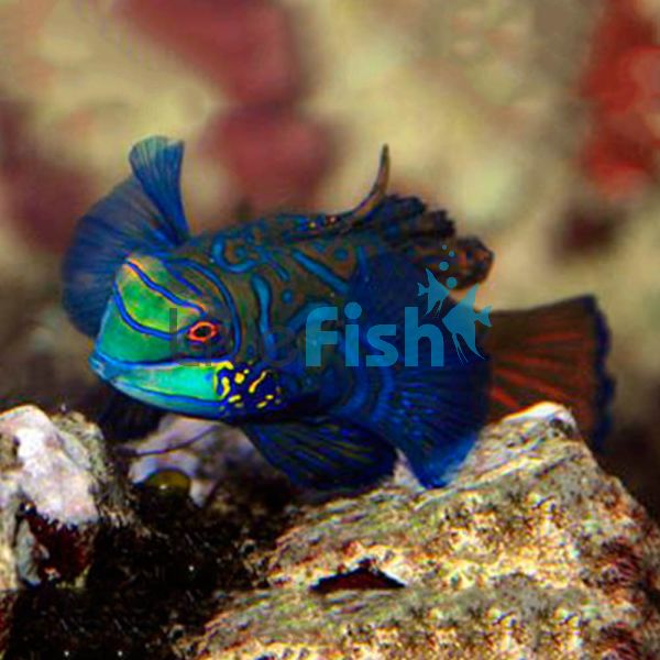 Green Mandarin Fish - Large