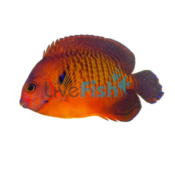 Mango Angelfish - Small