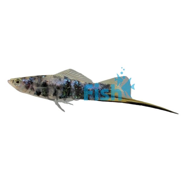 Marble Swordtail 5cm