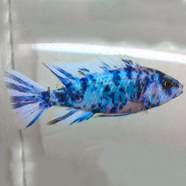 Marbled Peacock 7cm