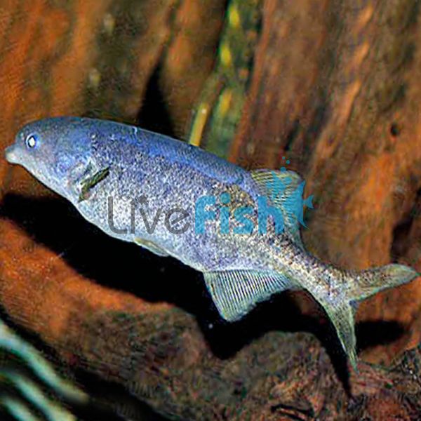 Freshwater Dolphin - Wild Caught 12cm