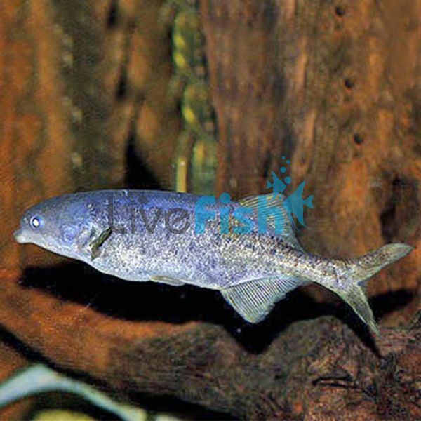 Freshwater Dolphin Nigeria - Wild Caught 8cm 