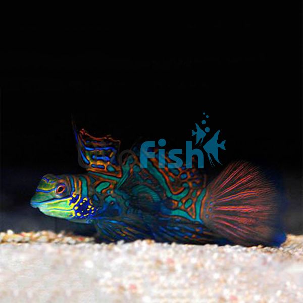 Mandarin Fish - Medium 