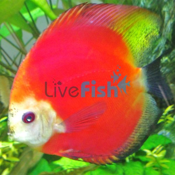 Marlboro Red Discus 9cm