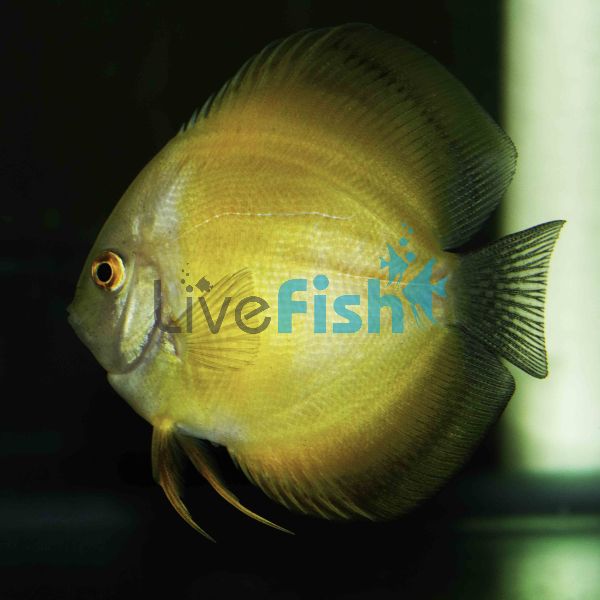 Marlboro Yellow Discus 12cm