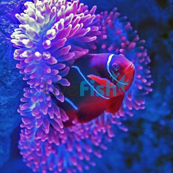 Maroon Clownfish - Medium