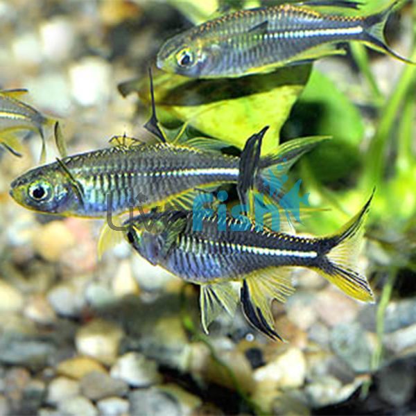 Celebes Rainbow 1cm