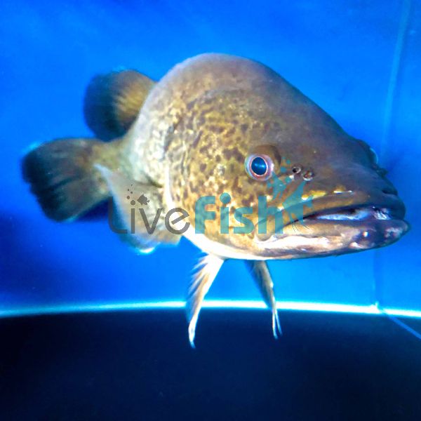 Mary River Cod 30-35cm (Captive Bred)