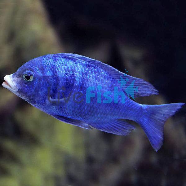Mdoka White Lip Cichlid 7cm