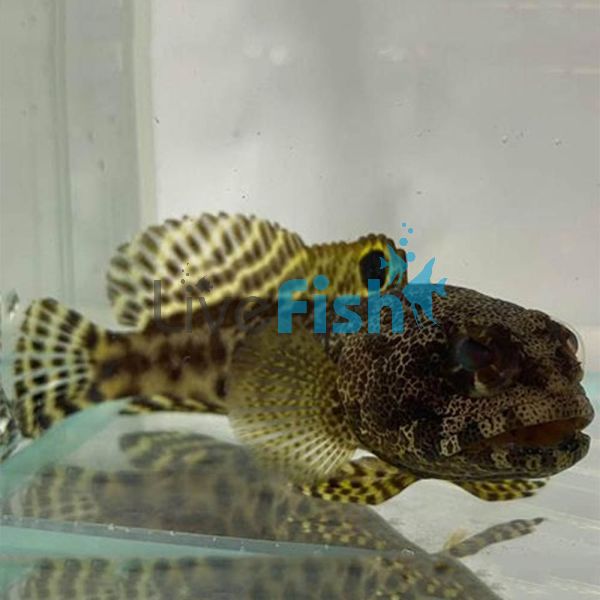Darwin Jawfish - Medium