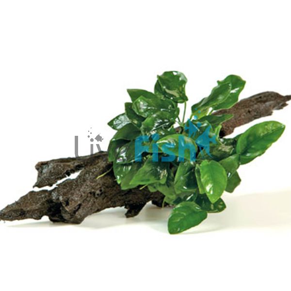 Anubias Nana - Medium Driftwood