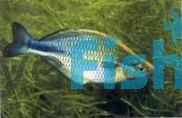 Turquoise Rainbow - Lacustris 4.5cm