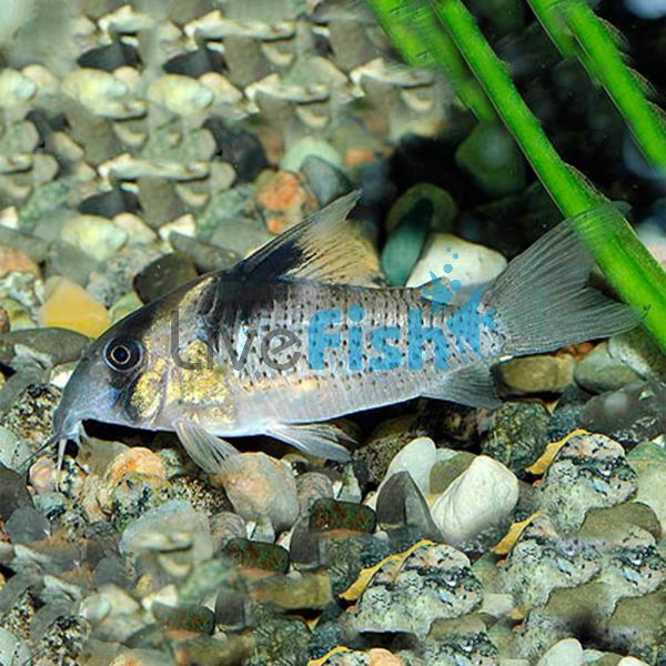 Melanistius Corydoras - Wild Caught 3.5cm