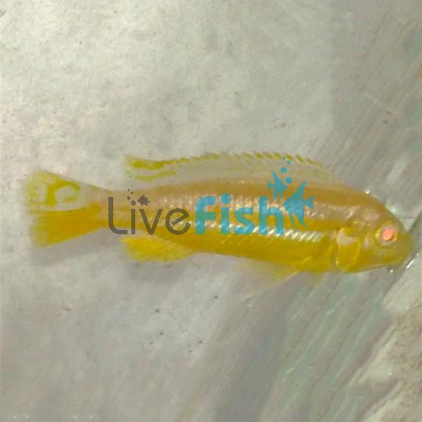 Albino Auratus 5cm