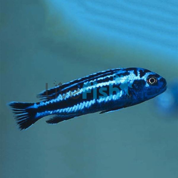 Melanochromis Maingano 7cm