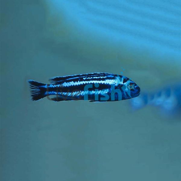 Melanochromis Maingano 3.5cm 