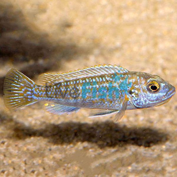 Pearl of Likoma 4cm