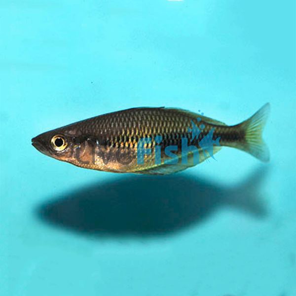 Sorong Rainbow NG 3.5cm