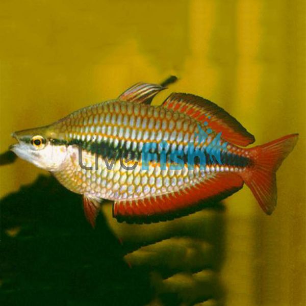 Goyder River Rainbow 8cm