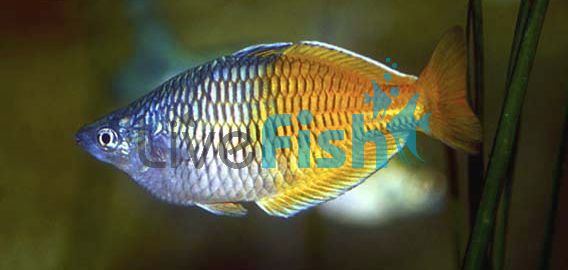 Male Boesemani Rainbow 6cm