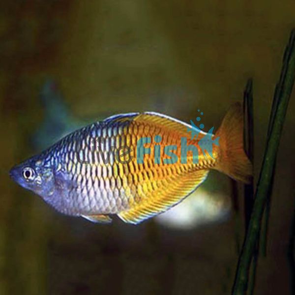 Boesemani Rainbow 4.5cm