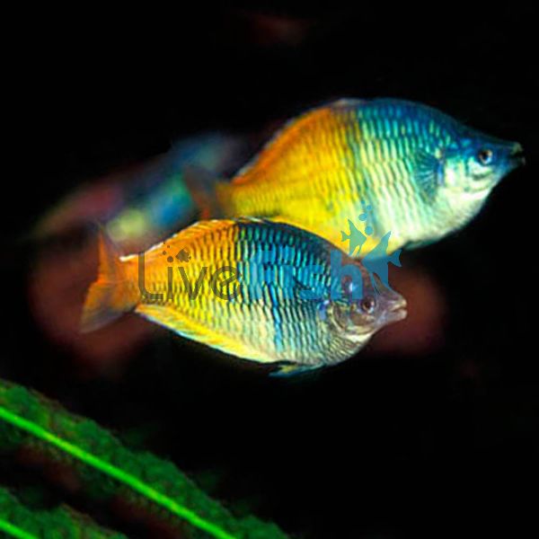 Boesemani Rainbow 4cm