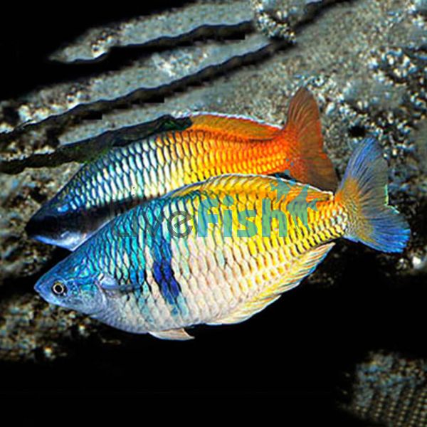 Boesemani Rainbow 5cm