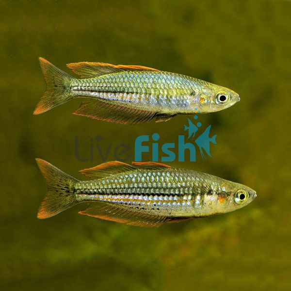 Exquisite Rainbow - Bindoola Creek 4cm