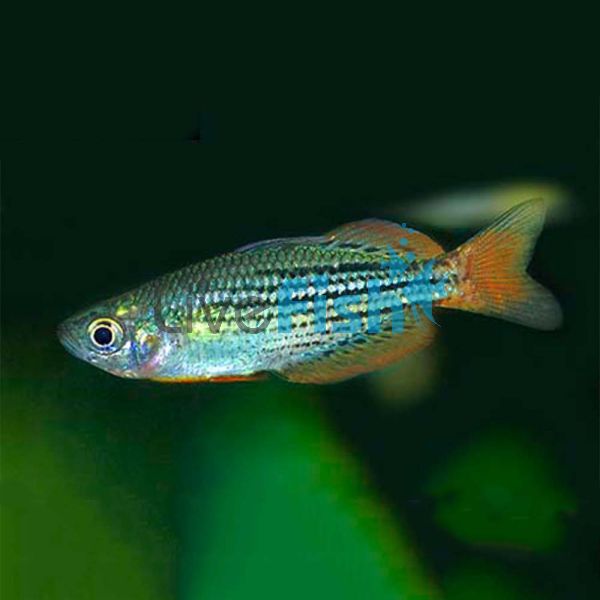 Mcculloch's Rainbow - Moa Island 4cm