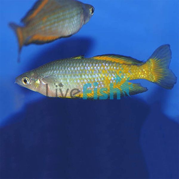 Parkinsoni Rainbow (Yellow) 5cm