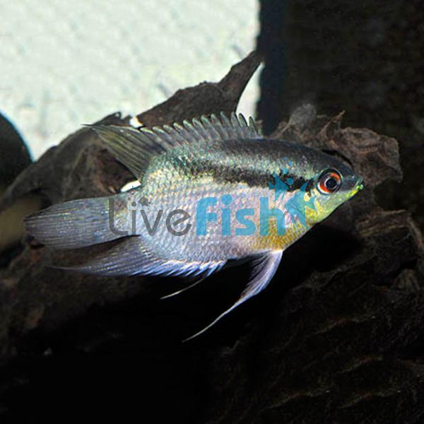 Festivum Cichlid Colombia - Wild Caught 4cm