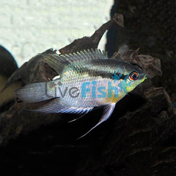 Festivum Cichlid 4cm