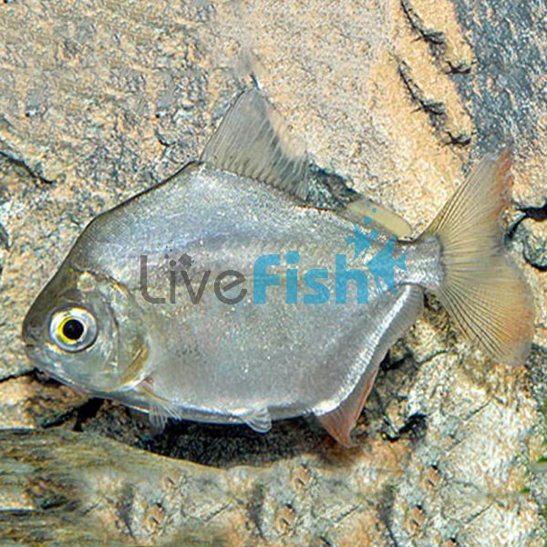 Silver Dollar 6cm
