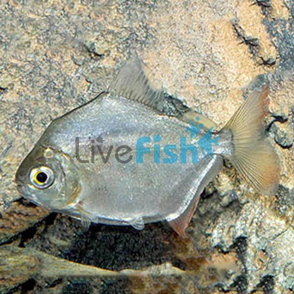 Silver Dollar 5cm