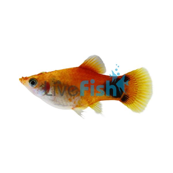 Mickey Mouse Apple Platy 4cm
