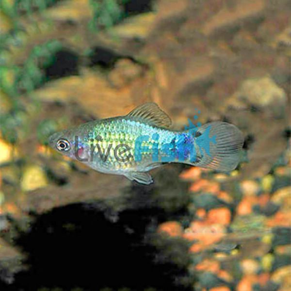 Mickey Mouse Blue Platy 4cm