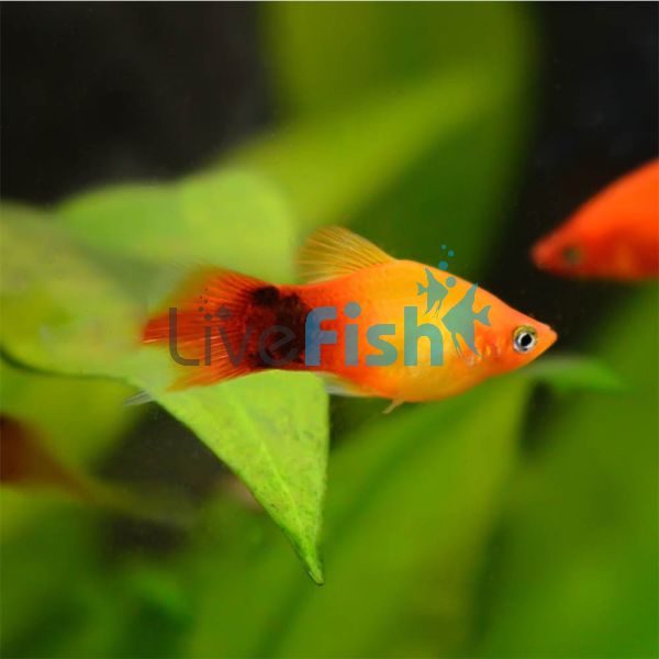 Mickey Mouse Sunset Platy 4cm